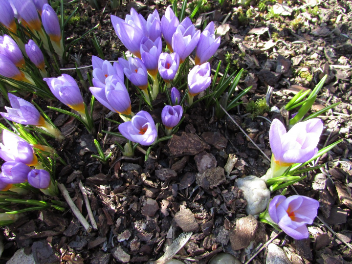 crocus vernus pickwick x 20
