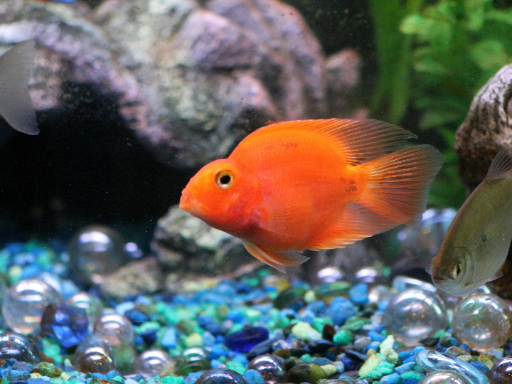 cuanto vive un pez naranja descubre la longevidad de estos coloridos habitantes acuaticos en nuestro analisis comparativo