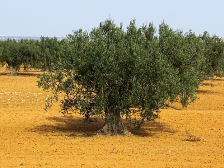 cultivo del olivo alfafarenca secretos y cuidados esenciales