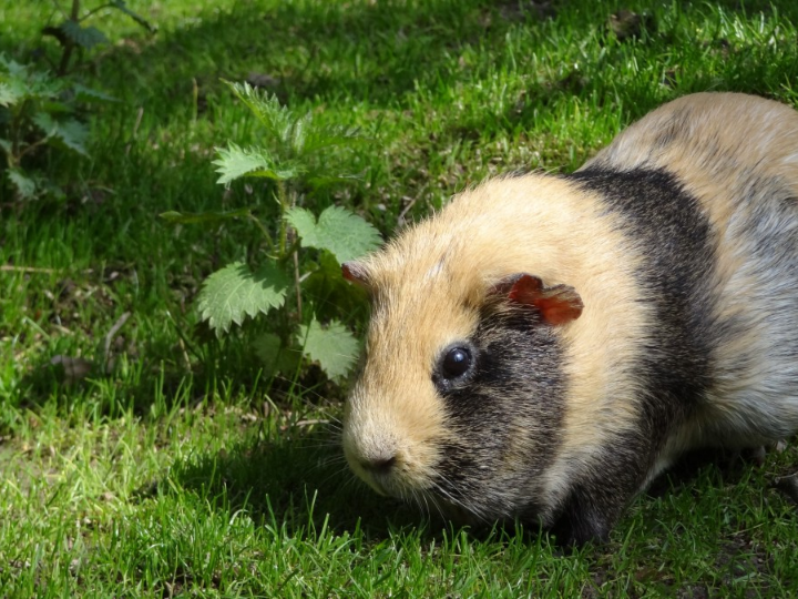 de playboy a conejita v1