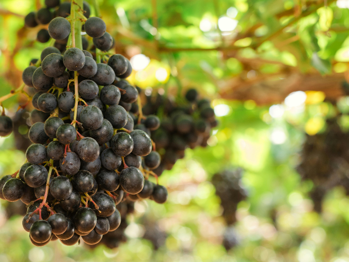 descubre los increibles beneficios del extracto de coco analisis positivo de este producto internacional