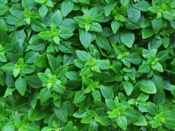 descubriendo el gochugaru el esencial condimento coreano