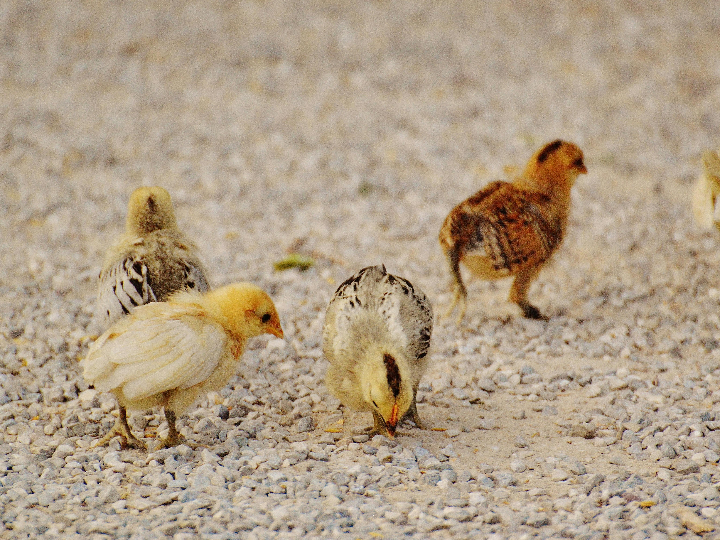 desmitificando el pollo tiene gluten analisis de los mejores alimentos sin gluten