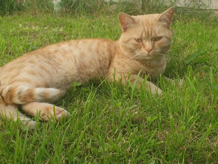 dibaq sense para gatos opiniones analisis y comparacion de los mejores productos para consentir a tu felino