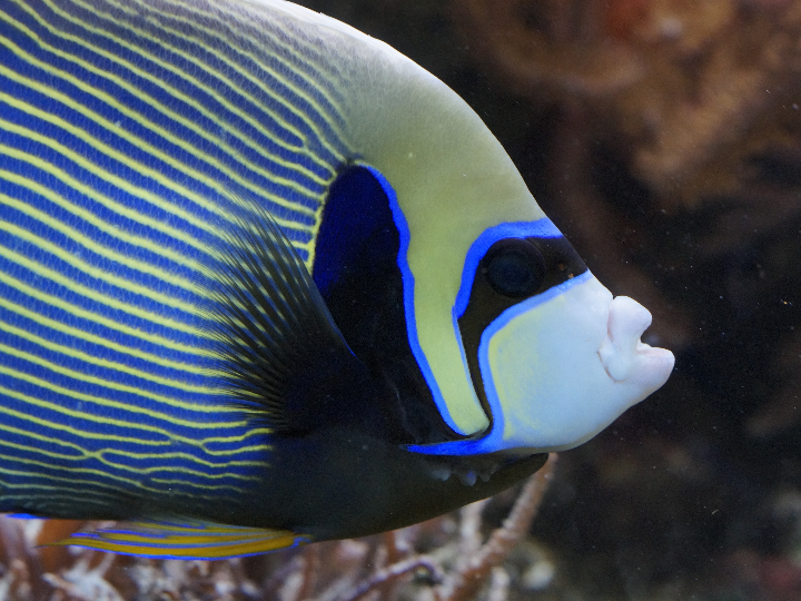 el emperador de todos los males