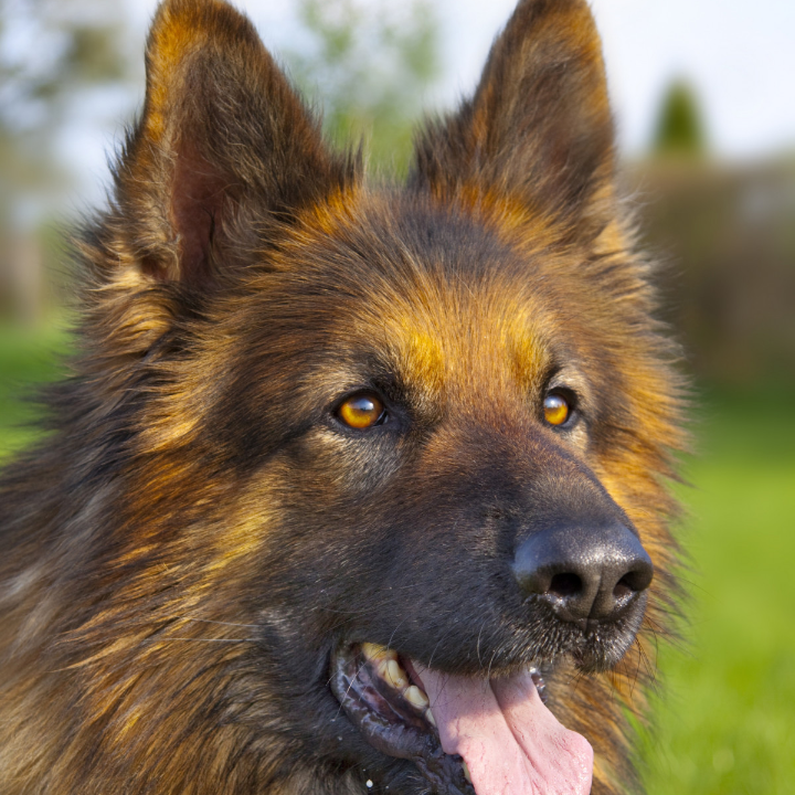 el perro pastor irlandes de cuidado y caracteristicas