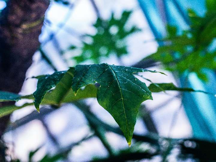 elho jardinera vivo next long 80 cm negro