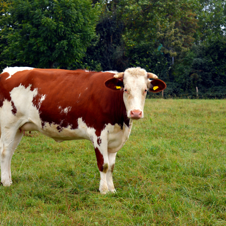 especias de carne al toro 220 grs