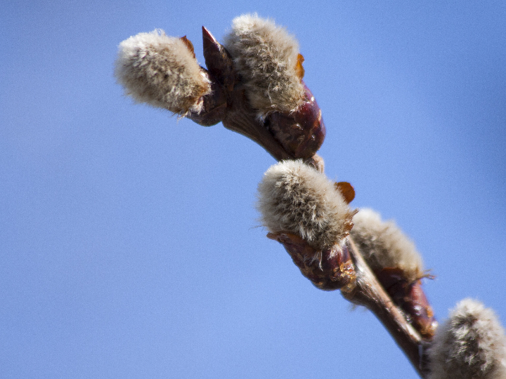 estandar salix hakuro nishiki en maceta de 21cm