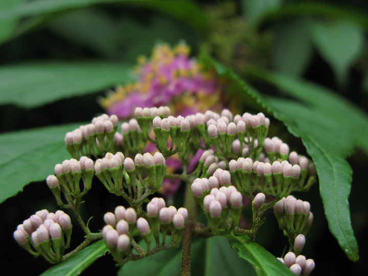 euonymus japonicus microphyllus albovariegatus