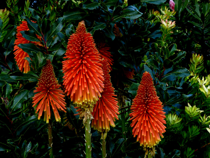 explora kindle flash diario para redescubrir la lectura diaria