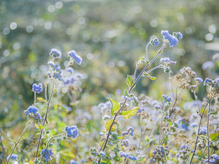 farline complementos lactasa 9000 fccu 60 comprimidos