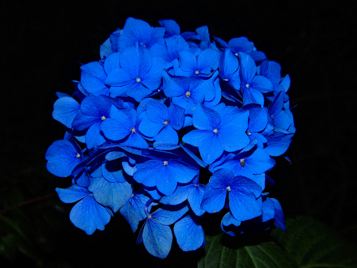flor azul original suavizante flor concentrado 72 lavados
