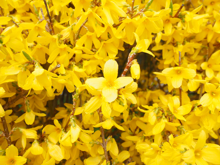 flores de bach 23 olive