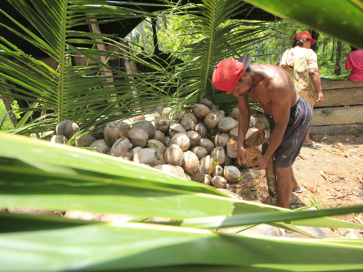 foamie shake your coconuts solid body bar