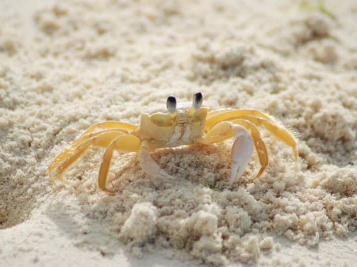 goo jit zu cangrejo analisis detallado de esta criatura elastica y pegajosa