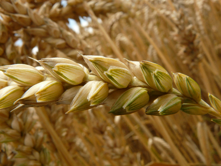 grano de cebada perlada eco granel
