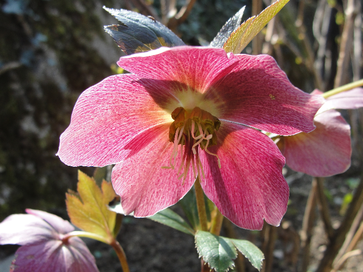 helleborus lividus purpura en maceta de 13 cm