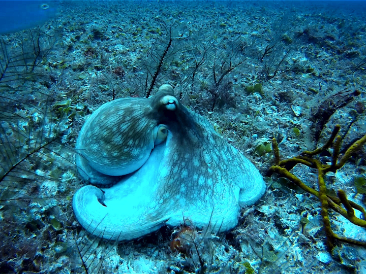 henna cobre natural polvo radhe shyam 100 gr