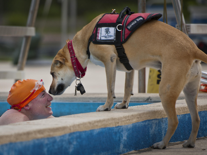 heridas en perros cuando preocuparse y como tratarlas