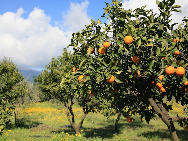 higuera un arbol frutal para disfrutar de higos y brevas