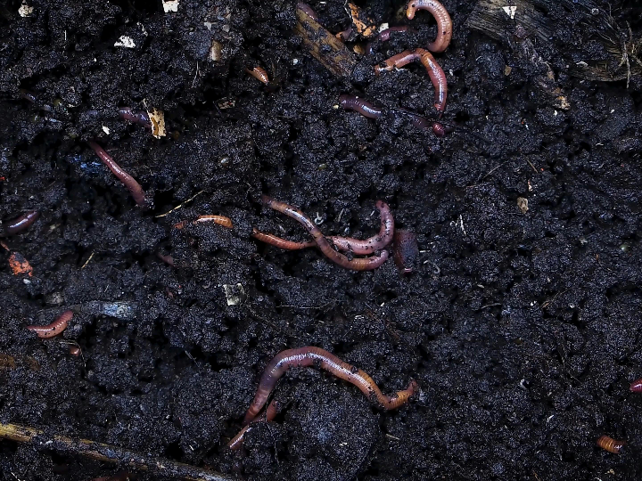 humus de lombriz hacendado la alternativa ecologica de mercadona