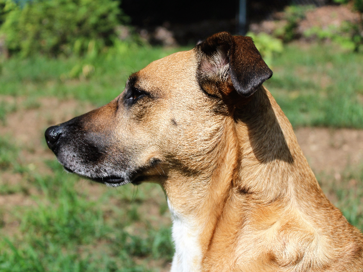 incurin perros 1 mg 30 comprimidos