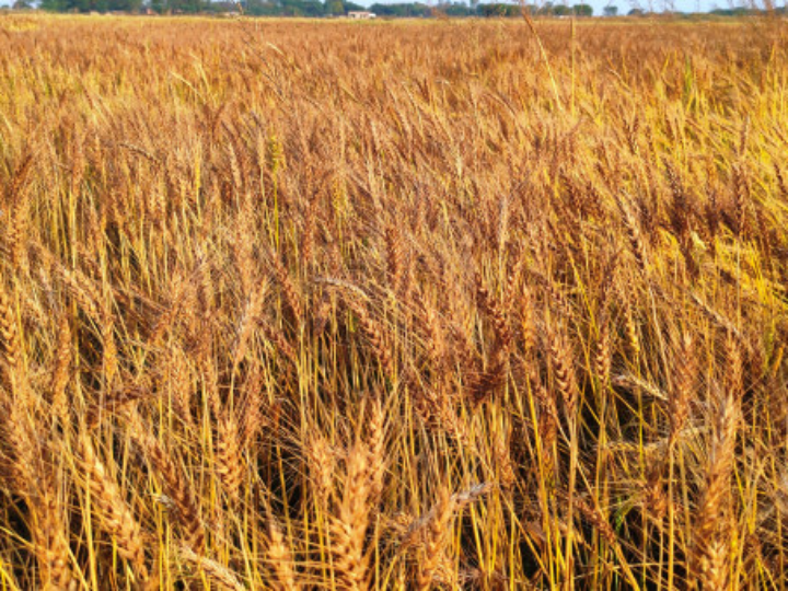 la avena contiene gluten analisis y comparativa de las mejores opciones sin gluten