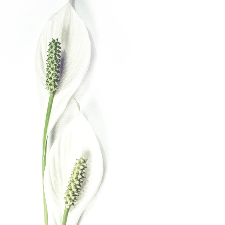 la pergola blanca elegancia y simplicidad