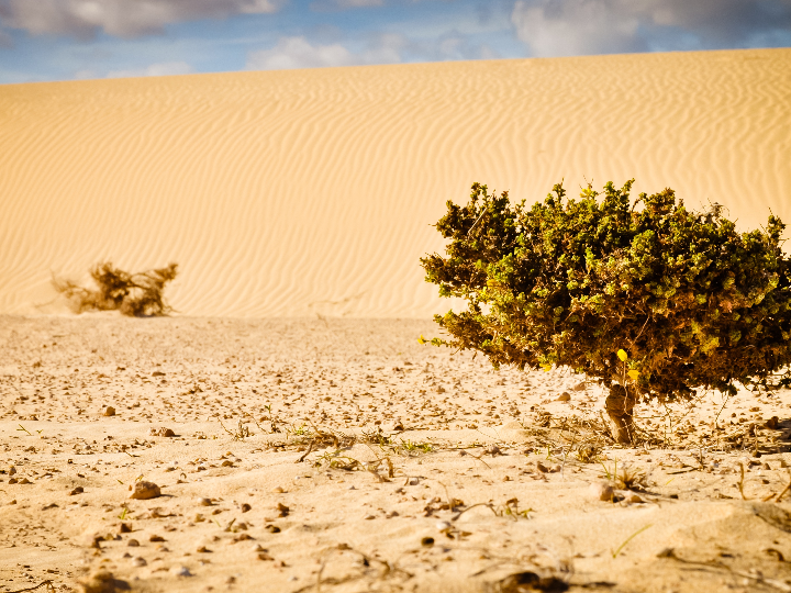 la vida en el kibbutz de yotvata en el desierto de israel