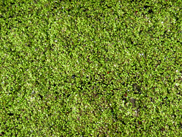 lentejas verdes francesas estilo du puy eco granel