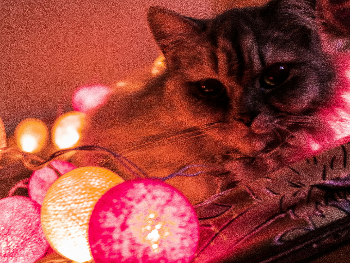 les recettes de latelier los nuevos bombones premium y artesanales de nestle