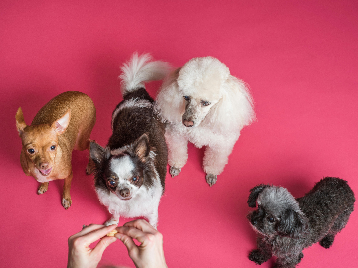 leyes espanolas sobre la legalidad de mascotas exoticas