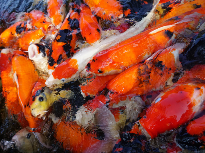 los mejores productos para tu hobby de peces analisis y comparativa