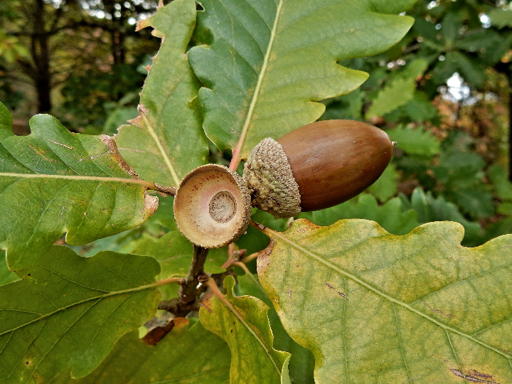madera de roble y otros arboles ibericos