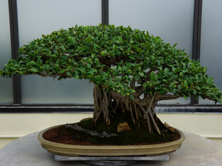 malus prebonsai bonsai de manzano