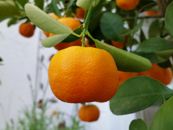 mandarino nova en maceta de 17cm