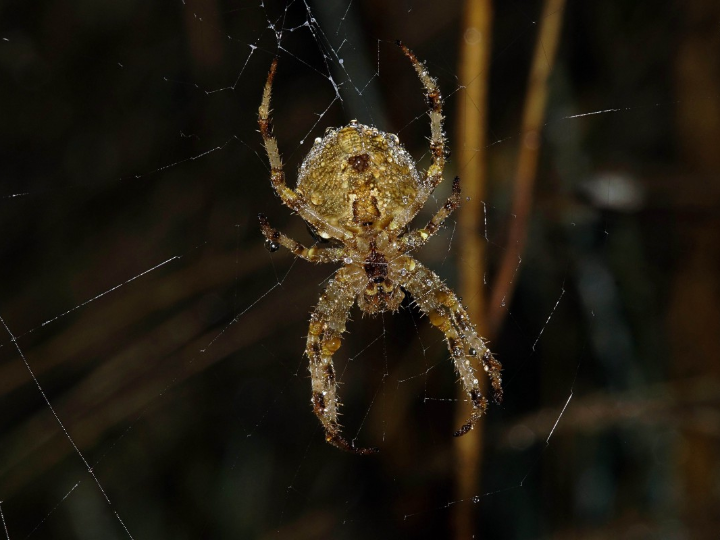 mejores ortopedia en pontevedra cerca de mi
