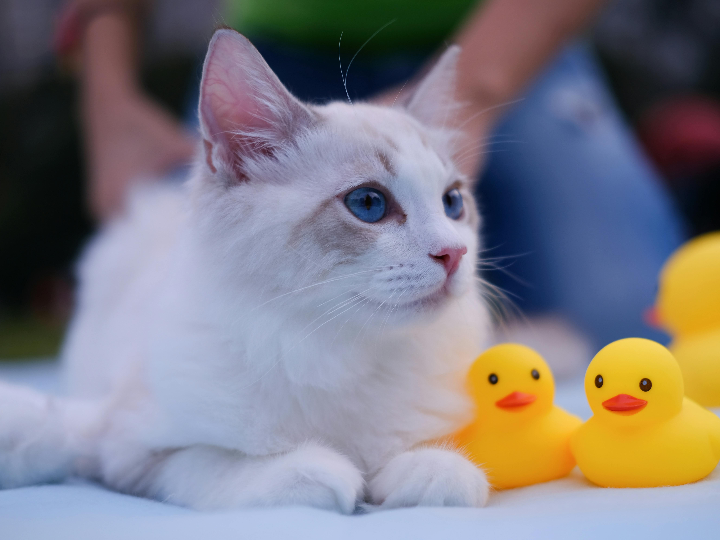 merece la pena el colchon ravel de pikolin