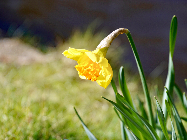 narcisos trompeta topolino x 10