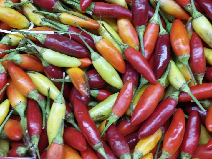 o vegan descubre las mejores opciones veganas del mercado en un analisis comparativo