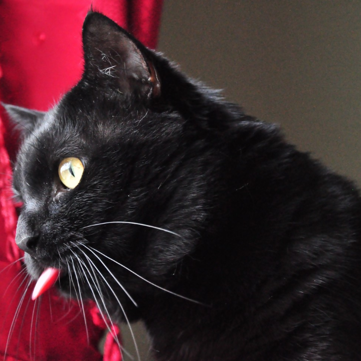 opiniones de disugual gatos analisis y comparacion de los mejores productos para mascotas