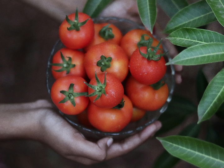 origen y calidad de los destacados tomates lideres