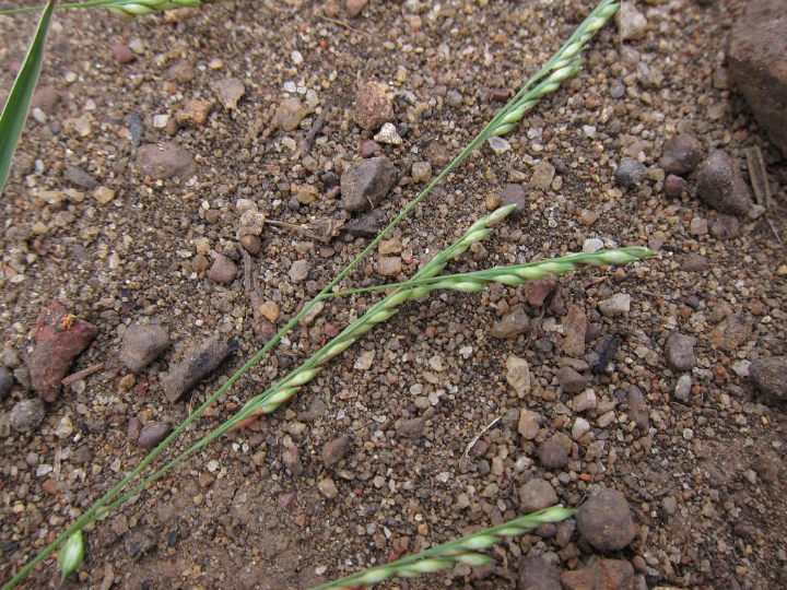 panicum virgatum heiliger hain