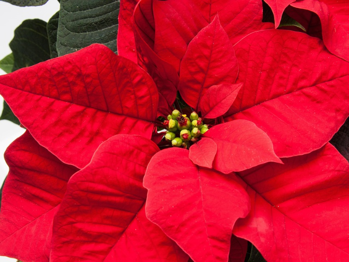 pascuero flor de pascua opoinsetia la planta que tine de rojo la navidad en todo el mundo