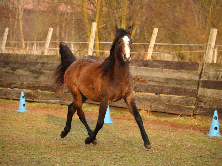 phyto phytonovathrix pack 24 12 ampollas de regalo