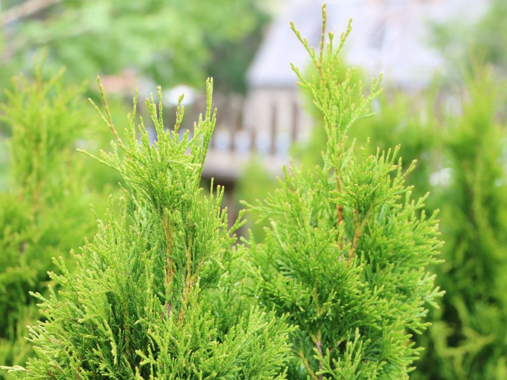 pinus halepensis bonsai 7 jahre aleppo kiefer