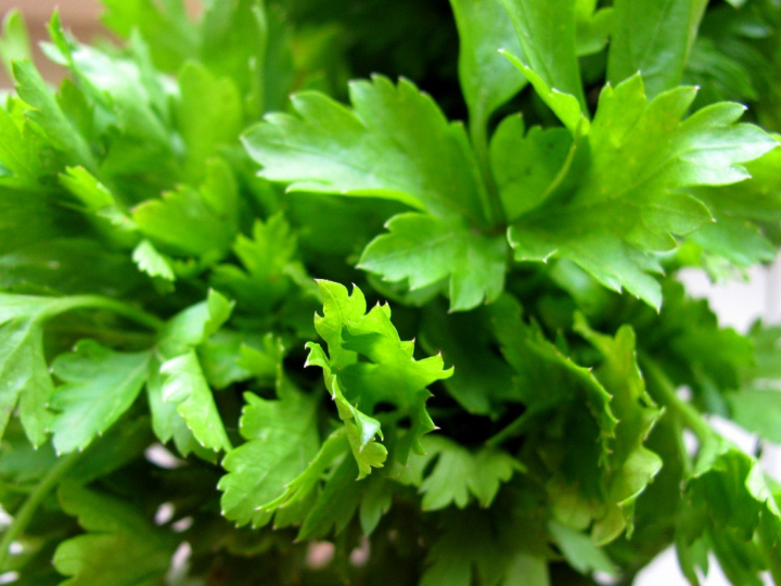 plantas herboristeria herbes del moli 100 bio