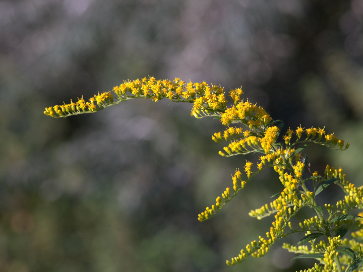 polen de pino silvestre