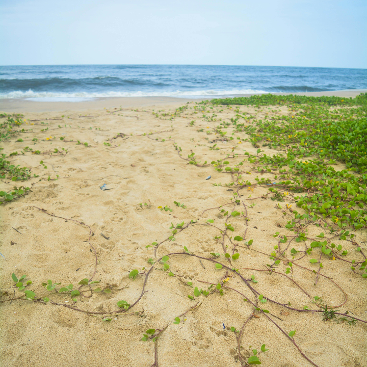 por que el tomate ecologico asturiano sabe y huele a tomate